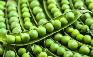Pea 