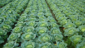 Cabbage