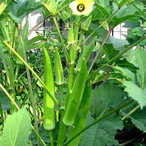 Okra