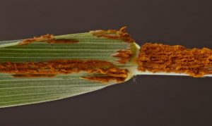 Deadly new wheat disease threatens Europeâ€™s crops