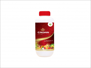 Crown 