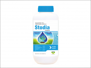 Stodia 